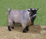 File:Pygmy-goats-01.jpg