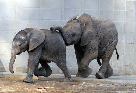 File:Elephant-babies.jpg