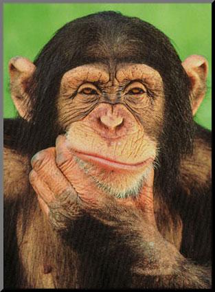File:R chimpanzee.jpg