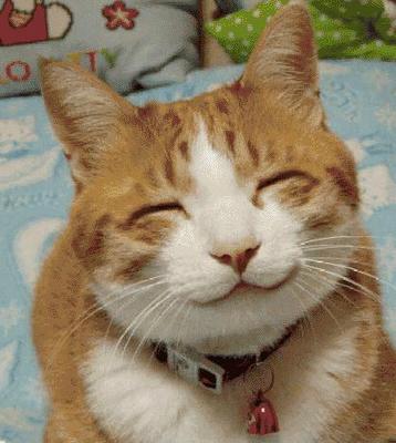 File:Cat smile.jpg