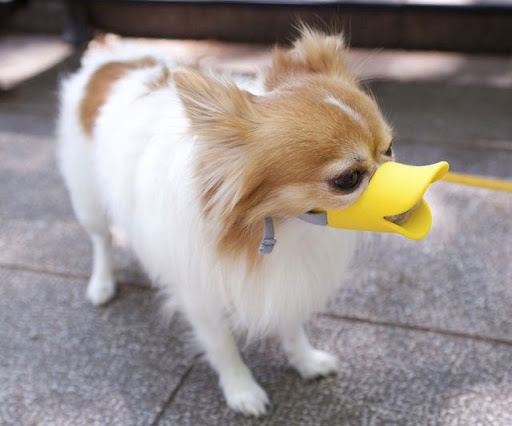 File:Duck-dog.jpg