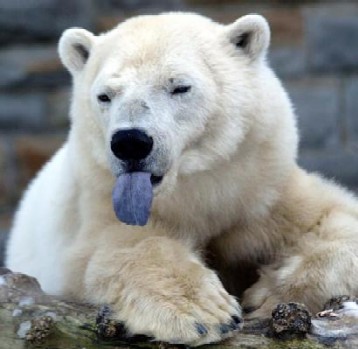 File:Polar bear tongue blue.jpg