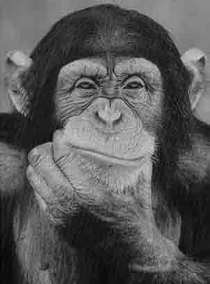 File:Chimpanzee01.jpg
