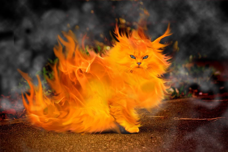 File:Flaming cat.jpg