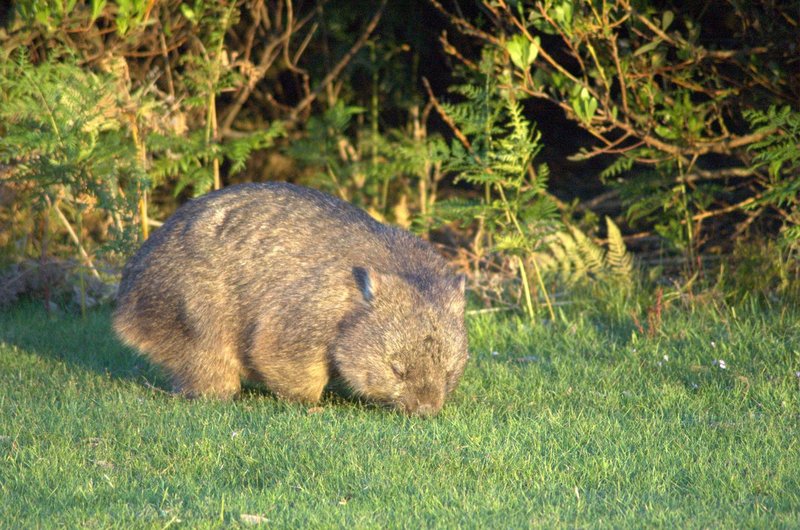 File:Wombat.jpg