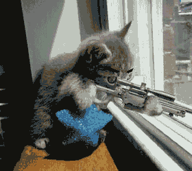 File:Sniper cat.gif