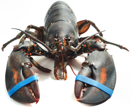 File:Matt-lobster-ban.jpg