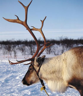 File:Reindeer.jpg