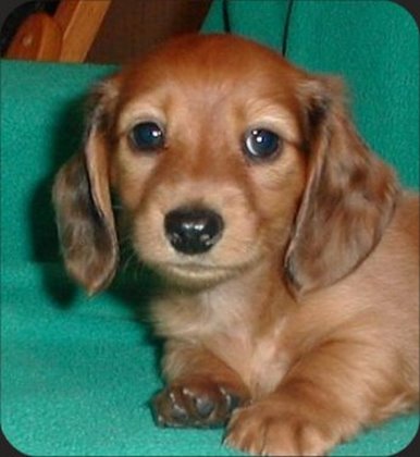 File:Cute-daschund-puppy-large.jpg
