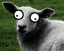 File:Sheep-silly-eye-small.gif