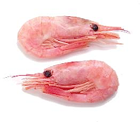 File:Canalshrimp sidebar.png