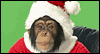 Chimp Santa.gif