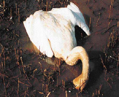 File:Dead Swan.jpg