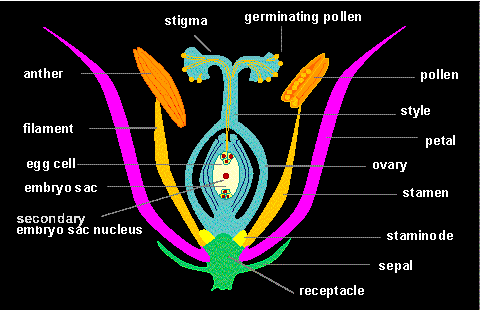 Flower diagram.gif