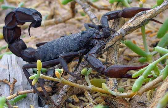 File:Black scorpion2.jpg