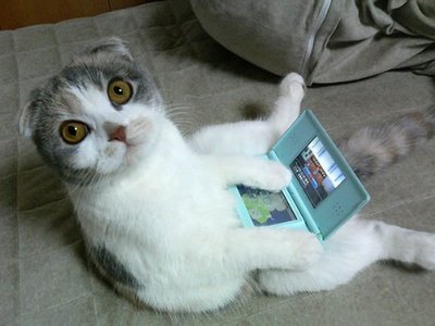 Cat playing ninetendo.jpg