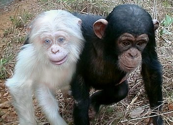 File:Albino and regular chimpanzee.PNG