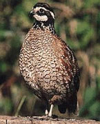 File:Northern-bobwhite-quails-birds-02.jpg