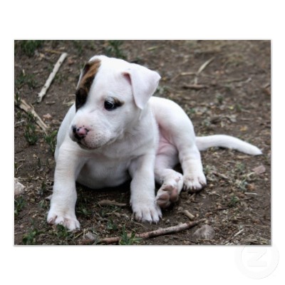 File:American pitbull terrier puppy dog poster-p228862752565415228tdcp 400.jpg