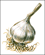 File:Garlic bulb sm.gif
