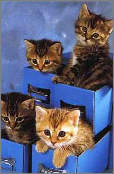 File:Kittens in the bag.jpg