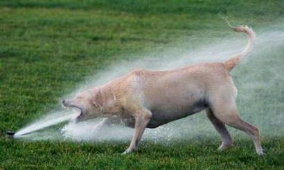 File:Sprinkler vs Dog.jpg