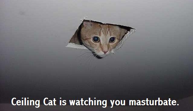File:Yikers ceiling cat1.jpg