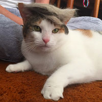 Trump-cat18.jpg