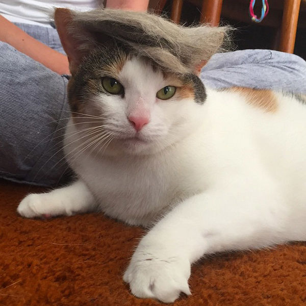 File:Trump-cat18.jpg