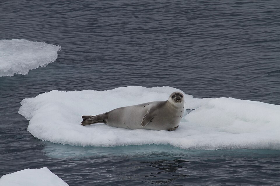 File:Harp Seal (Pagophilus groenlandicus), Greenland Sea IMG 5006.jpg