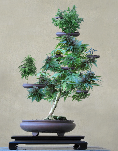 File:Potted pot bonsai.png