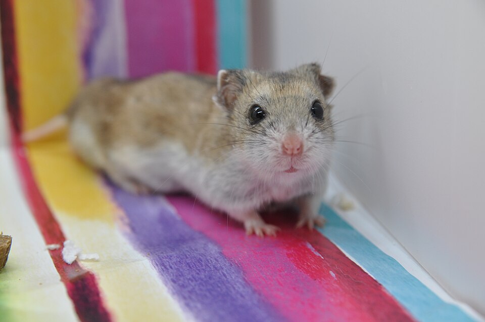 File:Normal Chinese Hamster.jpg