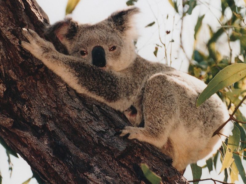 File:Koala.jpg