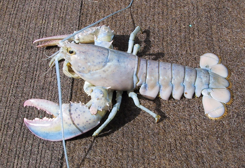 File:White lobster.jpg