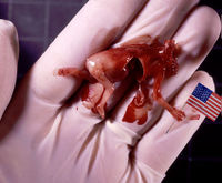 Patriotic Fetus.jpg