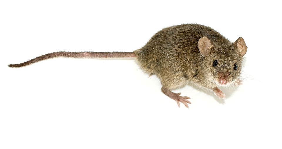 File:Мышь 2.jpg