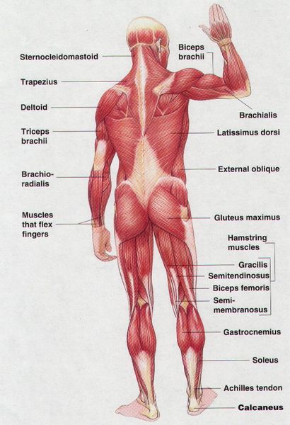 File:Musclesposterior.jpg