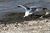 Mono Lake seagull.JPG