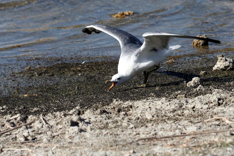 File:Mono Lake seagull.JPG