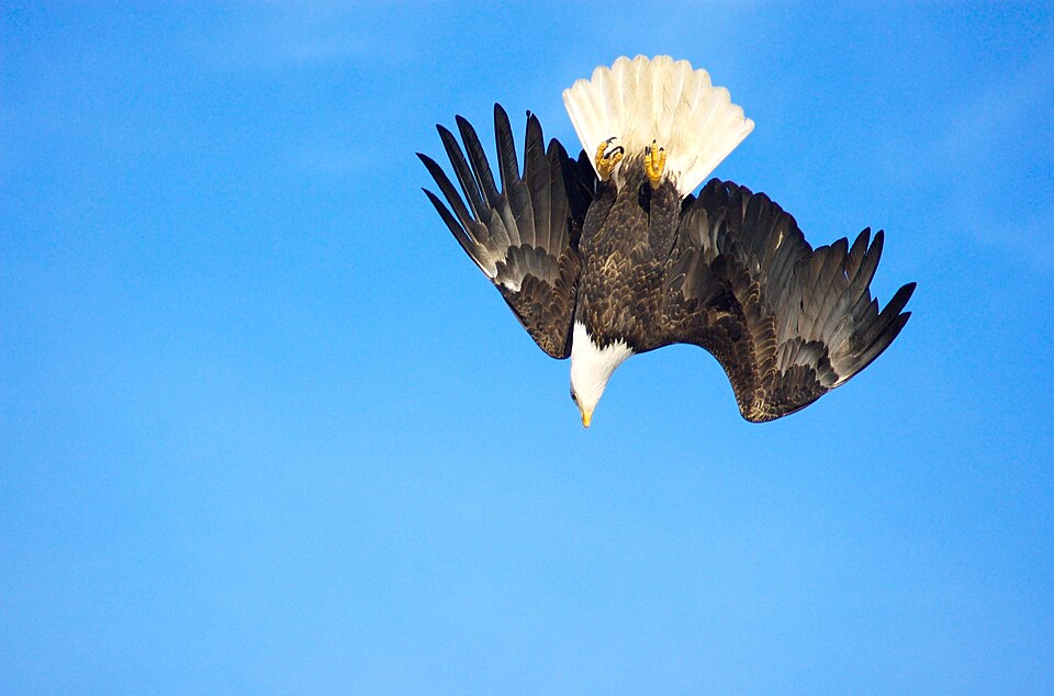 File:Bald Eagle Alaska (20).jpg
