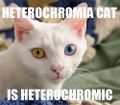 gotz heterochromia