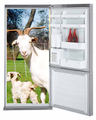 The goat in Dana Baa-it's fridge.