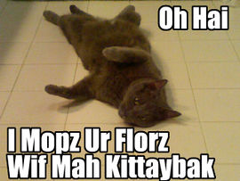 File:Mop cat.jpg