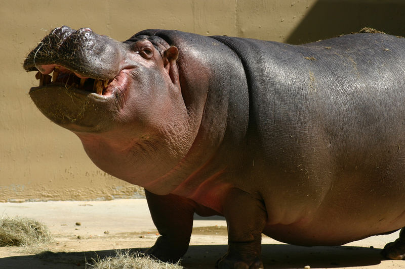 File:Hippos are ugly.jpeg
