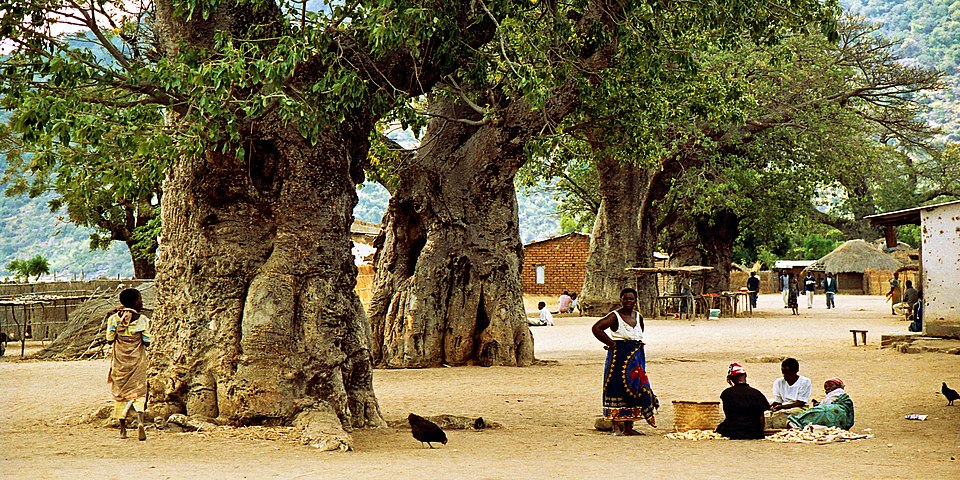 File:Baobab, Malawi.jpg