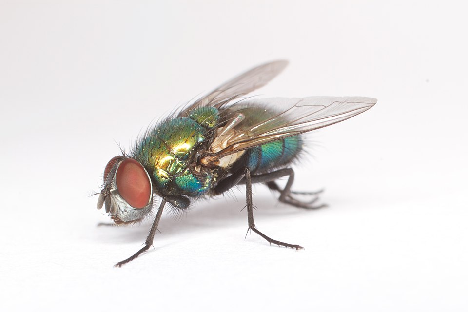 File:Calliphoridae fly on white background (17358020332).jpg
