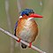 Malachite kingfisher (Corythornis cristatus cristatus) Namibia.jpg