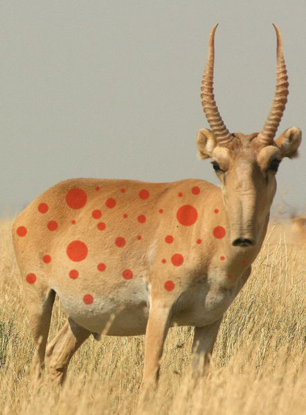 File:Red spotted tundra antelope.jpg