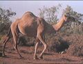 Mali apologises to Hollande for eating 'delicious' camel