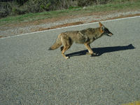 Coyote sighting primaryimage large.jpg
